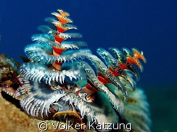 Christmastree worm by Volker Katzung 